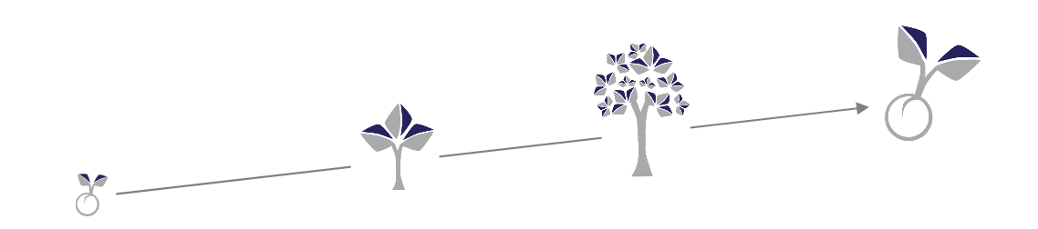business lifecycle
